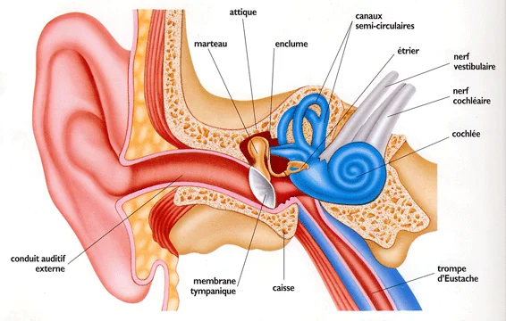 comment nettoyer ses oreilles? - ORL Francophone à Tel Aviv